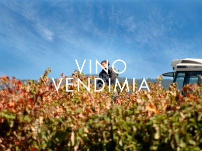 VINO – VENDIMIA